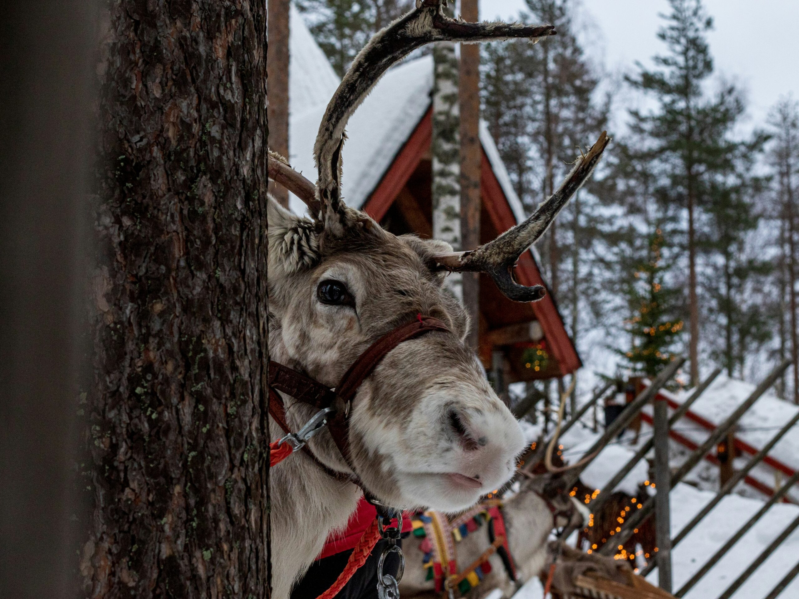 Reindeer-Ready Rooftops Come Standard